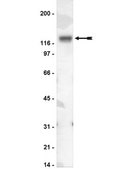 Anti-NR1 Antibody, CT Upstate®, from mouse