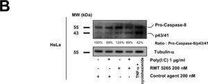 Monoclonal Anti-α-Tubulin antibody produced in mouse clone B-5-1-2, ascites fluid