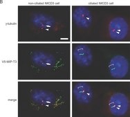 Anti-Acetylated Tubulin antibody, Mouse monoclonal clone 6-11B-1, purified from hybridoma cell culture