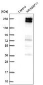 Anti-ARHGEF11 antibody produced in rabbit Prestige Antibodies® Powered by Atlas Antibodies, affinity isolated antibody, buffered aqueous glycerol solution