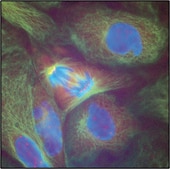 Monoclonal Anti-β-Tubulin antibody produced in mouse clone 2-28-33, ascites fluid