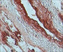 Anti-Guanylyl Cyclase β1 (ER-19) antibody produced in rabbit affinity isolated antibody, buffered aqueous solution