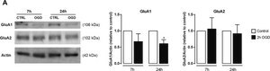 Anti-Glutamate Receptor 2 Antibody, extracellular, clone 6C4 clone 6C4, Chemicon®, from mouse