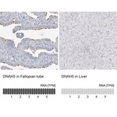 Anti-DNAH5 antibody produced in rabbit Prestige Antibodies® Powered by Atlas Antibodies, affinity isolated antibody, buffered aqueous glycerol solution