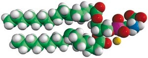 16:0 PS Avanti Research™ - A Croda Brand