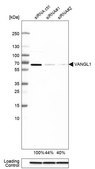 Anti-VANGL1 antibody produced in rabbit Prestige Antibodies® Powered by Atlas Antibodies, affinity isolated antibody, buffered aqueous glycerol solution