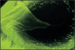 Monoclonal Anti-α-Tubulin antibody produced in mouse clone DM1A, ascites fluid