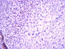 Anti-CD45RA Antibody, Clone MEM 56 clone MEM 56, from mouse