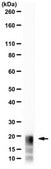 Anti-Myelin Basic Protein from rabbit, purified by affinity chromatography