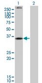 Monoclonal Anti-CNR2 antibody produced in mouse clone 3C7, purified immunoglobulin, buffered aqueous solution