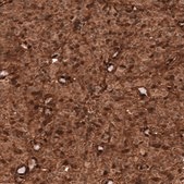 Monoclonal Anti-PTEN antibody produced in mouse Prestige Antibodies® Powered by Atlas Antibodies, clone CL11722, purified immunoglobulin, buffered aqueous glycerol solution