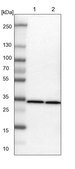 Anti-ARPC2 antibody produced in rabbit Prestige Antibodies® Powered by Atlas Antibodies, affinity isolated antibody, buffered aqueous glycerol solution