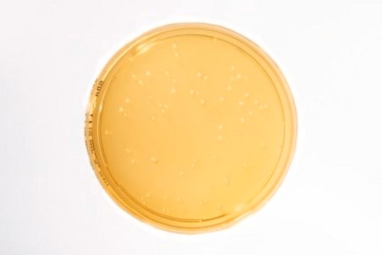 Sabouraud Dextrose Agar Heimplate, USP, JP, EP, Settle plate for long incubation, plate diam. 90&#160;mm, sterile, single packed of 20 or 120 plates, suitable for air monitoring