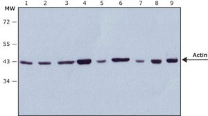Anti-Rabbit IgG (whole molecule)–Peroxidase antibody produced in goat affinity isolated antibody
