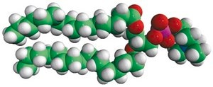 16:0 PC (DPPC) Avanti Research™ - A Croda Brand