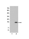 Anti-acetyl-Histone H2A (Lys9) Antibody serum, Upstate®