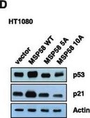 Anti-p21/WAF1/Cip1 Antibody Upstate®, from mouse