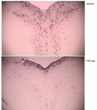 Anti-p75 LNGFR Antibody, Saporin conjugated, clone 192 clone 192, Chemicon®, from mouse