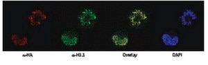 Anti-Histone H3.3 Antibody from rabbit, purified by affinity chromatography