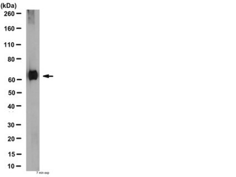 Anti-Serotonin Transporter Antibody 1 mg/mL, from rabbit