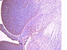 Anti-Radial Glial Cell Marker-2 Antibody, clone RC2 clone RC2, from mouse