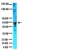 Anti-Peripherin Antibody serum, Chemicon®