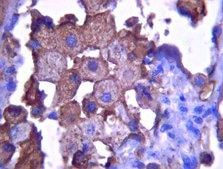 Anti-Heparan Sulfate Proteoglycan (Perlecan) Antibody, clone A7L6 clone A7L6, from rat