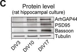 Anti-β-Tubulin III (neuronal) antibody, Mouse monoclonal ~1.0 mg/mL, clone 2G10, purified from hybridoma cell culture