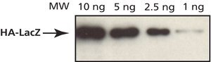 Anti-HA antibody, Mouse monoclonal clone HA-7, purified from hybridoma cell culture
