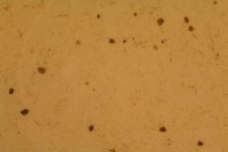 Anti-Synuclein α Antibody, clone 7B12.2 culture supernatant, clone 7B12.2, Chemicon®