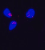 Monoclonal ANTI-FLAG® antibody produced in rabbit clone SIG1-25, ascites fluid