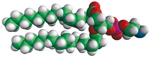 16:0 PE Avanti Research™ - A Croda Brand