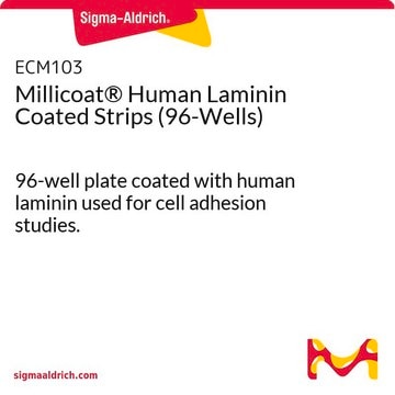 Millicoat® Human Laminin Coated Strips (96-Wells) 96-well plate coated with human laminin used for cell adhesion studies.