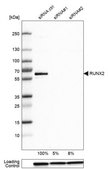 Anti-RUNX2 antibody produced in rabbit Prestige Antibodies® Powered by Atlas Antibodies, affinity isolated antibody, buffered aqueous glycerol solution