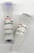 123 bp DNA Ladder for DNA electrophoresis