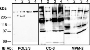 Anti-phospho-Ser/Thr-Pro MPM-2 Antibody clone MPM-2, Upstate®, from mouse