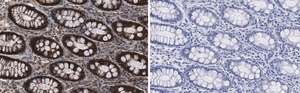 Anti-Na+-K+ ATPase α1 Antibody, clone 1E13 ZooMAb® Rabbit Monoclonal recombinant, expressed in HEK 293 cells