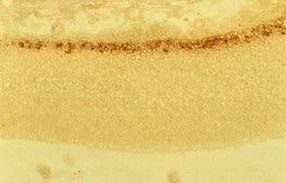 Anti-Reelin Antibody, a.a. 164-496 mreelin, clone G10 clone G10, Chemicon®, from mouse
