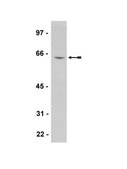 Anti-PLK1 Antibody, clone 35-206 clone 35-206, Upstate®, from mouse
