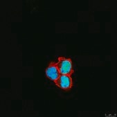 Anti-RAD21 Antibody Upstate®, from mouse
