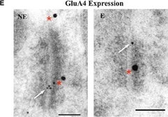 Anti-Glutamate Receptor 4 Antibody Chemicon®, from rabbit