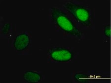 Monoclonal Anti-YAP1 antibody produced in mouse clone 2F12, purified immunoglobulin, buffered aqueous solution