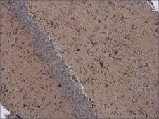 Monoclonal Anti-Iba1 antibody produced in mouse clone GT10312, affinity isolated antibody