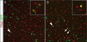 Anti-Olig-2 Antibody Chemicon&#174;, from rabbit