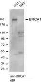 Monoclonal Anti-BRCA1 antibody produced in mouse