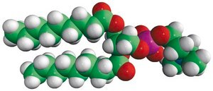 09:0 PC 1,2-dinonanoyl-sn-glycero-3-phosphocholine, powder