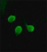 Anti-Histone Deacetylase 4 (HDAC4) (ML-19) antibody produced in rabbit affinity isolated antibody, buffered aqueous solution