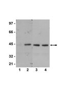 Anti-phospho-CREB (Ser133) Antibody, clone 634-2 clone 634-2, Upstate®, from mouse