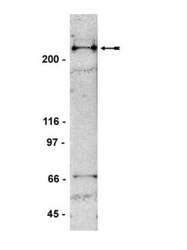 Anti-53BP1 Antibody, clone BP13 clone BP13, Upstate®, from mouse