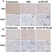抗ホスホヒストンH3 (Ser10)抗体、有糸分裂マーカー Upstate®, from rabbit